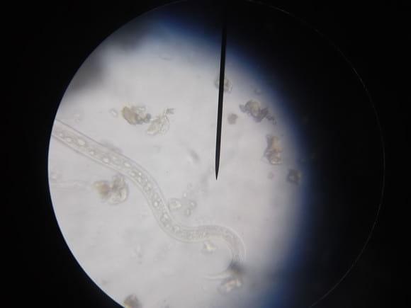 Nematodos