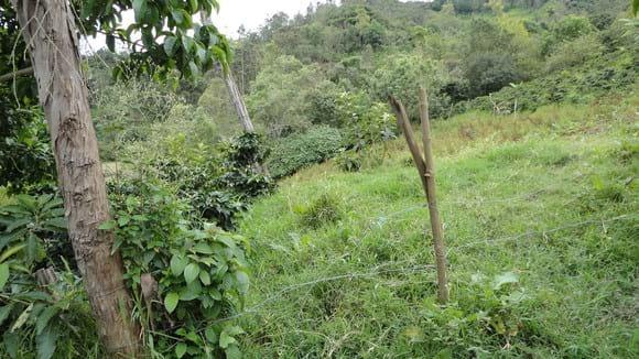 FINCAS AVICOLAS COLOMBIANAS...