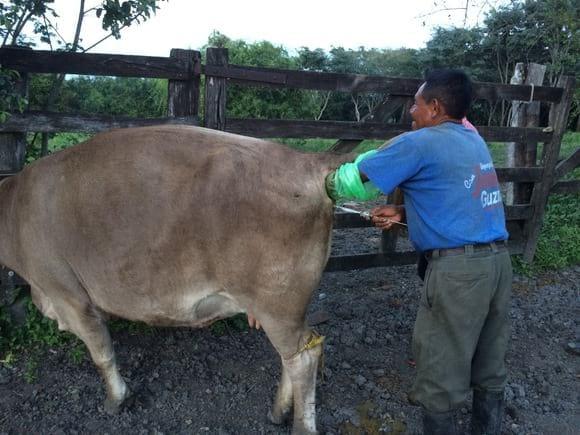 El vaquero encargado inseminando