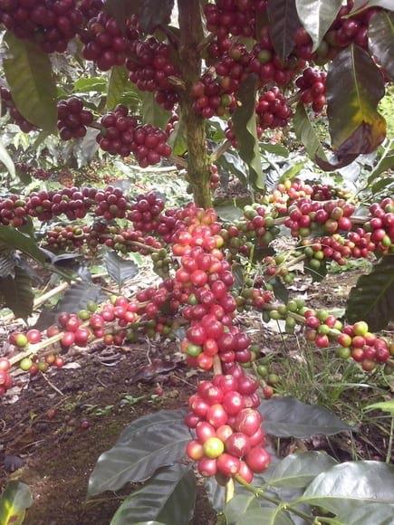 Café Cosechero