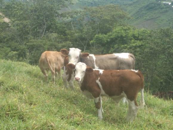 terneros criollos mejorados con fleivich