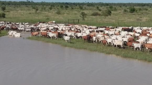 Destetes de 8 meses Alto Paraguay