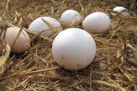 Huevos de ponedoras