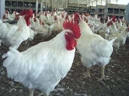 Gallos de corral