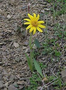 Arnica 1