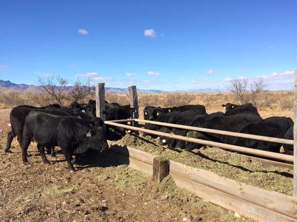 toretes brangus en desarrollo para su venta
