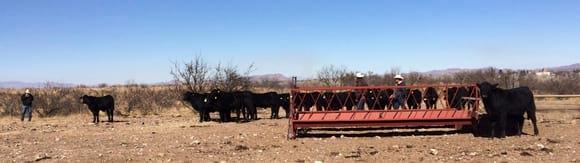 toretes brangus en venta
