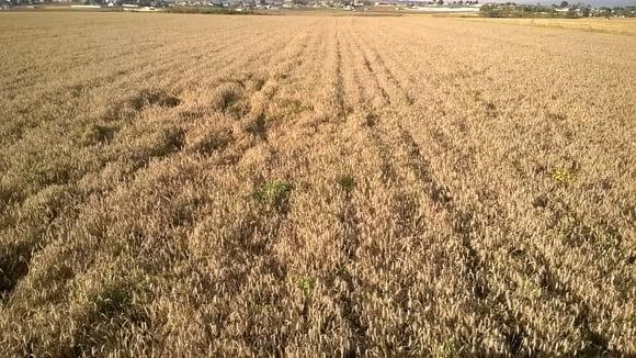 triticale