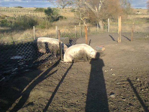 la de atrás es la madre y la de adelante es la hija
