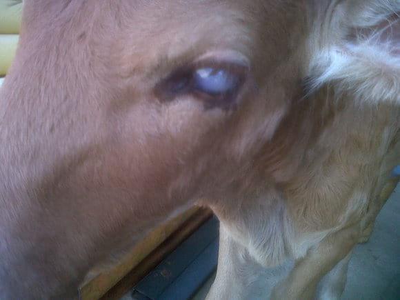 Opacidad en ternero. Ambos ojos.