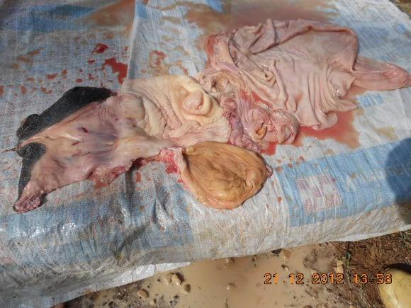 Corte del utero y drenaje del líquido purulento.