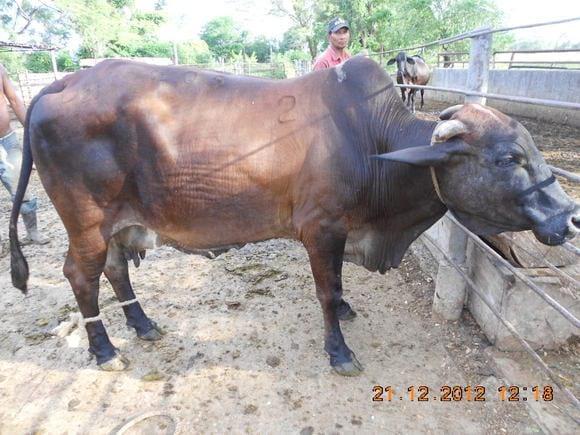Vaca con piometra cerrada.
