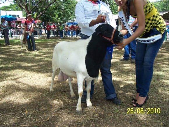 Ovino Persa Black head.