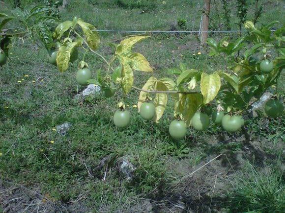 gulupa sintomatologia 2