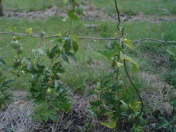 gulupa sintomatologia 4