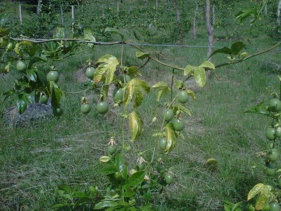 gulupa sintomatologia 5