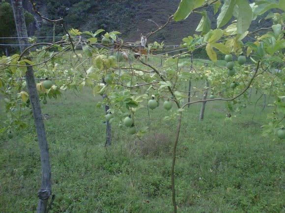 gulupa sintomatologia 6