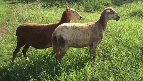 HEMBRA CAMURA Y F1 KATAHDIN