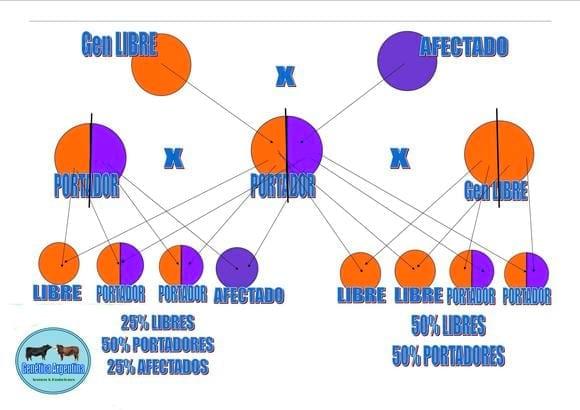 Representación gráfica de algunas combinaciones posibles entre genes dominantes (libres) y recesivos (afectados)