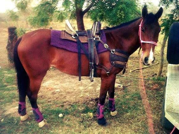 caballos de coleo