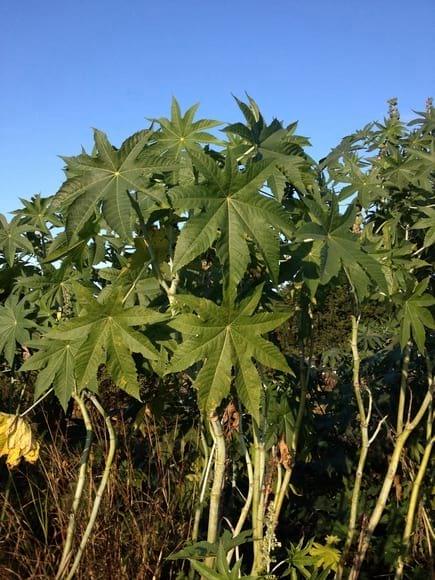 Ricinus Communis L. (Higuerilla)