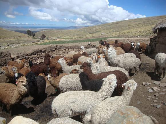 Desparasitación de alpacas