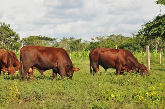 RedBrangus chiapas