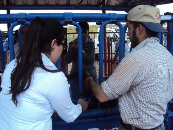 las mujeres en el manejo del ganado