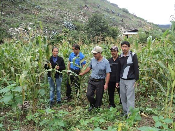 Cultivo de maíz Chala