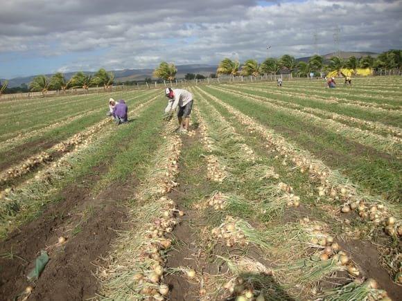 Descole de la cebolla para su empaque