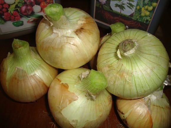 Cebolla dulce amarilla para la exportacion,  mercado de Costa Rica y EE.UU "Calidad Jumbo"