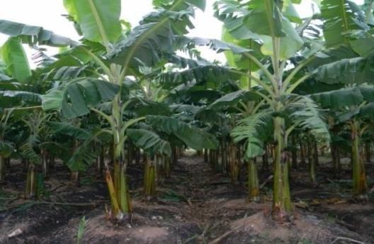 Mi Primera parcela de Platano, validacion Organico con el IICA, Chaguitillo variedad cuerno gigante