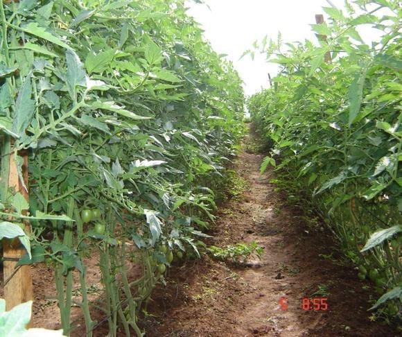 Tomate en Tunel
