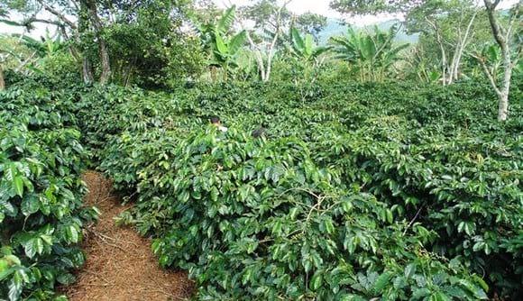 Cafe en desarroollo, Soy Asesor en cafe y cacao Organico