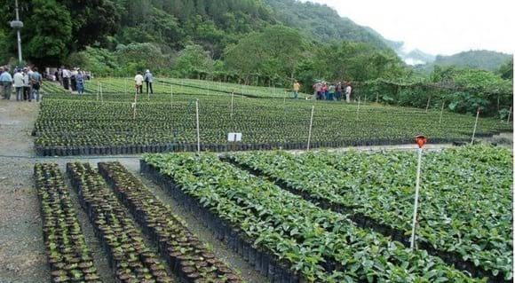 Dia de campo. Visitando viveros de cafe