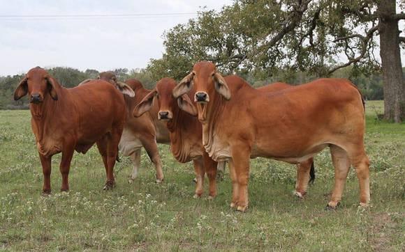 Programa de I.A, Vaquilla roja Brahaman, Asesor en Ganaderia de Carne y Leche