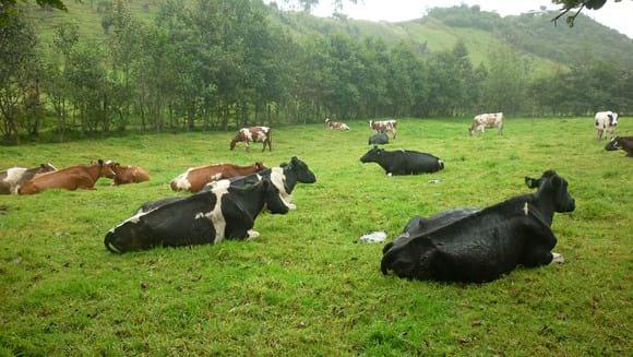 Asersor Tecnico en programa de inseminacion para cria  F1-F2 de alto rendimiento para la produccion de leche "Proyecto Lechero Muy Muy - Matiguas"