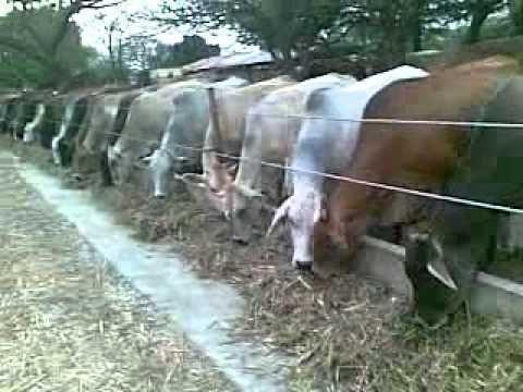 Venta de finca para ganaderia engorde de novillos