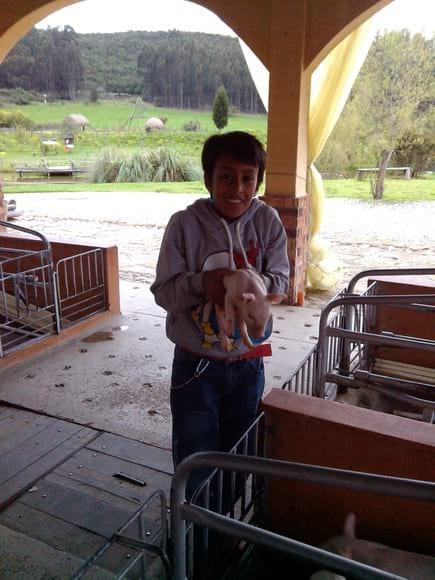 cerdito en problemas