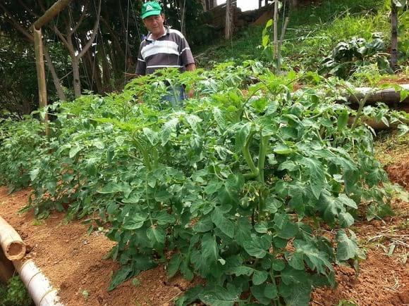 TOMATE SEMBRAD CON NPK BARBARY PLANTE G2