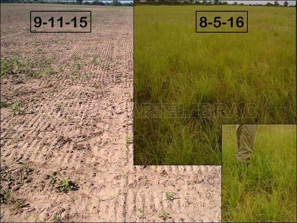 Lote implantado exitosamente de Grama Rhodes en el norte de Santa Fe, Argentina