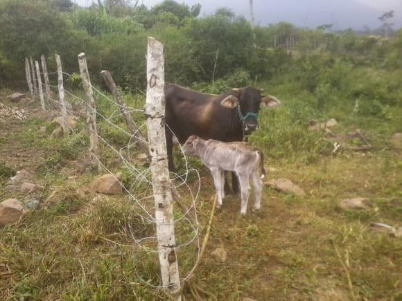 la vaca con su ternero que nacio el 23 de enero2016