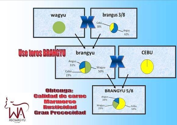 Proyecto Brangyu
