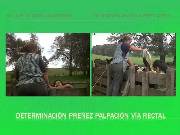 Servicios Pecuarios