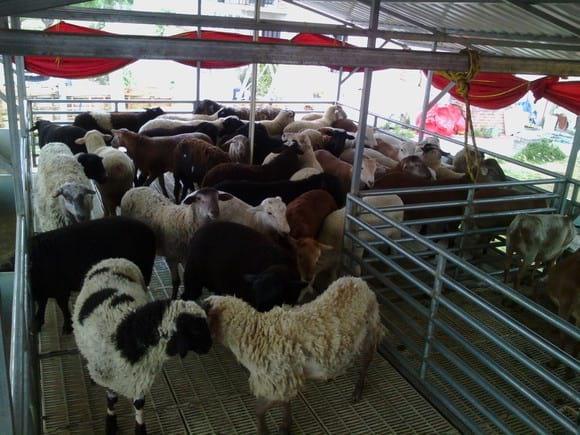 Corral de salida con borregos finalizados