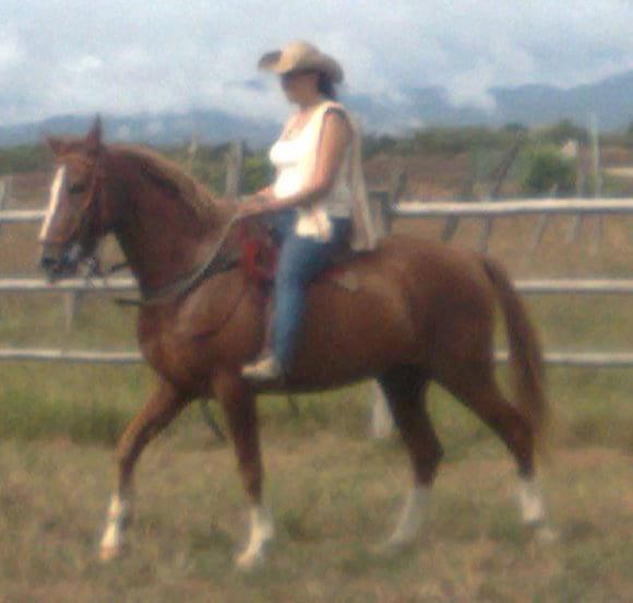 Marfil, caballo PRE X ÁRABE