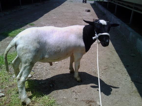 Cordero Dorper