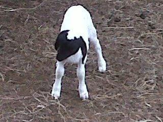 Oveja Persa Pequeño 2 días de nacido