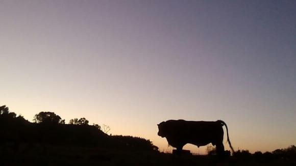 El gran toro