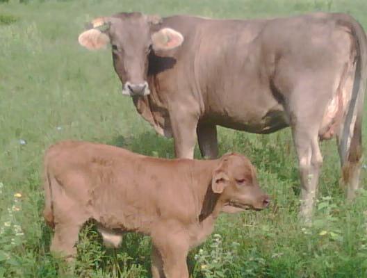 suizo - beef master - brahman